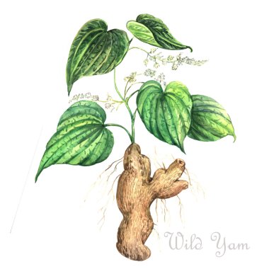 Suluboya yabani Yam