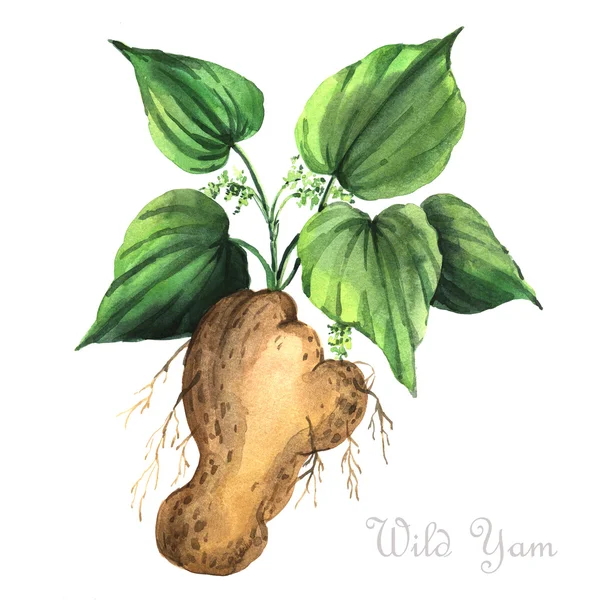 Watercolor Wild Yam — Stock Photo, Image