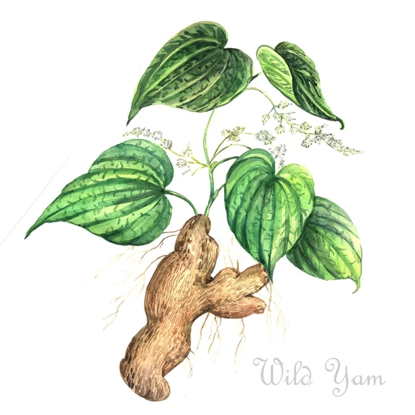 Watercolor Wild Yam — Stock Photo, Image