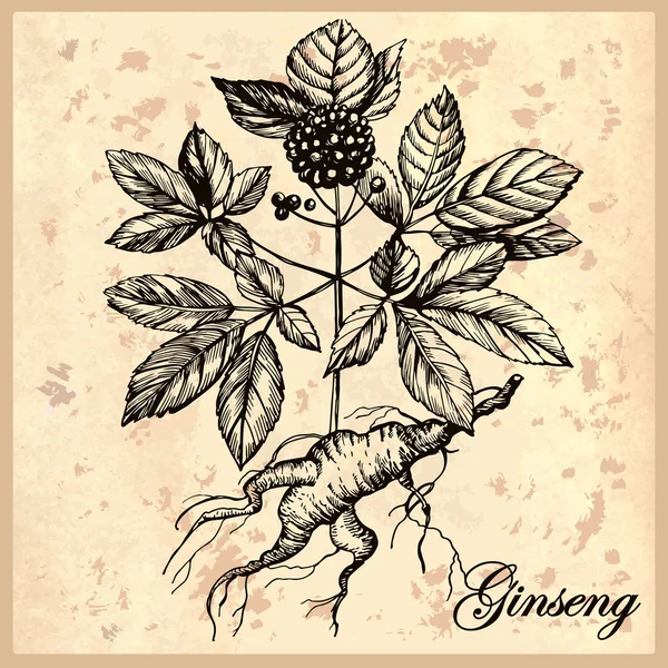 Hierba Ginseng Saludable — Vector de stock