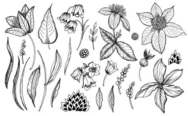 Bir demet stilize bitki çiçek elementleri. Vektör çizimi. Elle çizimler.