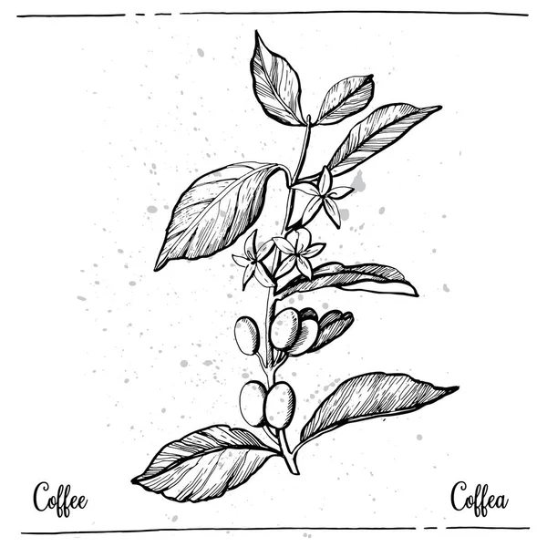 Graficzna Ilustracja Kawy Ilustracja Wektora Ręczna Grafika — Wektor stockowy