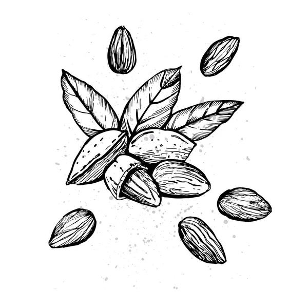 Illustration Graphique Des Amandes — Image vectorielle