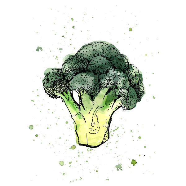 Brokoli Nin Vektör Illüstrasyonu — Stok Vektör