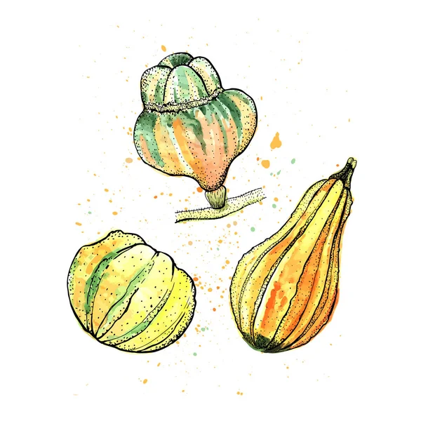 Färg Grafisk Illustration Gourds — Stock vektor