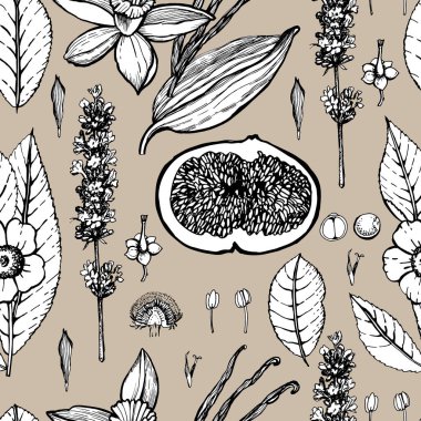 Lavanta 'nın grafiksel çizimi