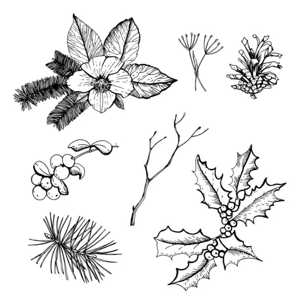 Zestaw Botaniczny Christmas Herbarium — Wektor stockowy