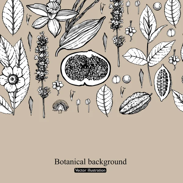 Grafiksel Botanik Düz Arkaplan — Stok Vektör