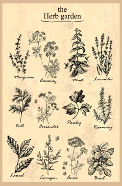 Aromatik otlar Tarragon Marjoram Naneli Lavander Anise Parslay Rosemary Dill Caraway Laurel Coriander Basil. Kokulu bitki. Manüel grafikler. Vektör illüstrasyonu. 