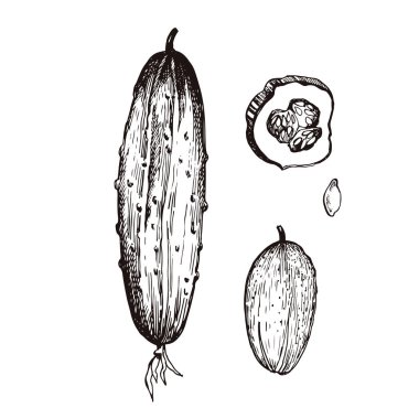 Salatalığın grafiksel çizimi. Sebzeler. Vejetaryen diyeti. Robot resim. Manüel grafikler. Vektör illüstrasyonu.