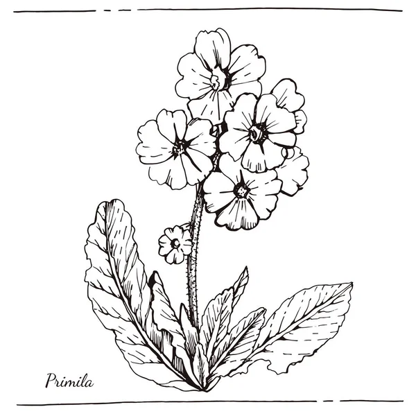 Primula Nın Grafiksel Çizimi Çuha Çiçeği Çizimsel Botanik Çizimi Manüel — Stok Vektör