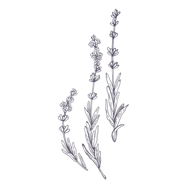 Lavanta Çiçeklerinin Grafiksel Çizimleri Botanik Çizimleri Çiçek Çizimleri Seti — Stok Vektör