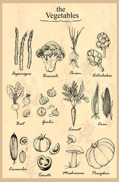 Ensemble Graphique Légumes Vintage Graphiques Manuels Illustration Vectorielle — Image vectorielle