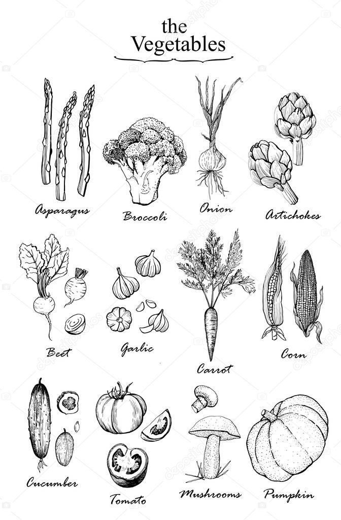 Vegetables graphic set. Manual graphics. Vector illustration. 
