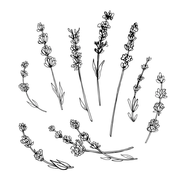 Bocetos Gráficos Flores Lavanda — Archivo Imágenes Vectoriales