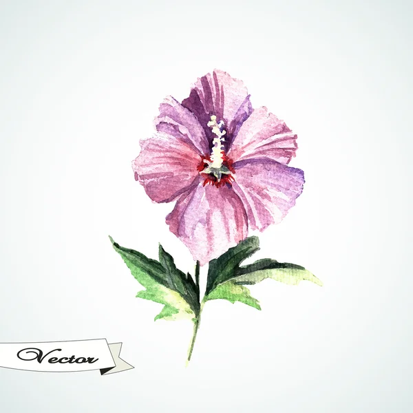 Acuarela flor de hibisco — Vector de stock