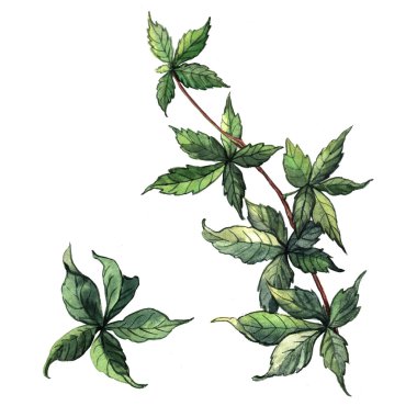 Ivy ile suluboya desen