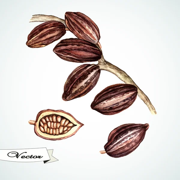 kakao beans.hand suluboya resim.