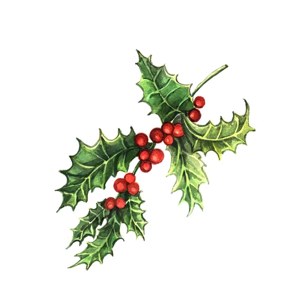 Acquerello Holly — Foto Stock