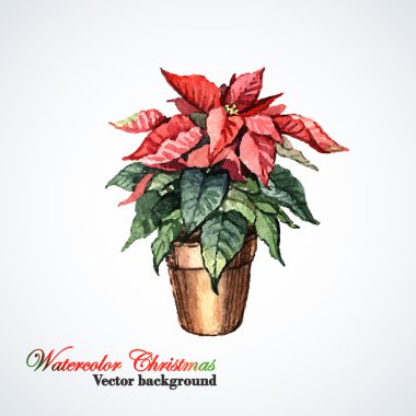 Sulu Boya Noel çiçek Atatürk çiçeği