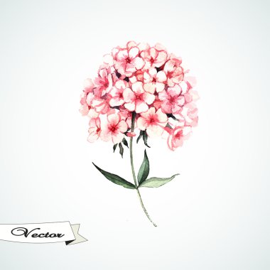 sulu boya pembe phlox