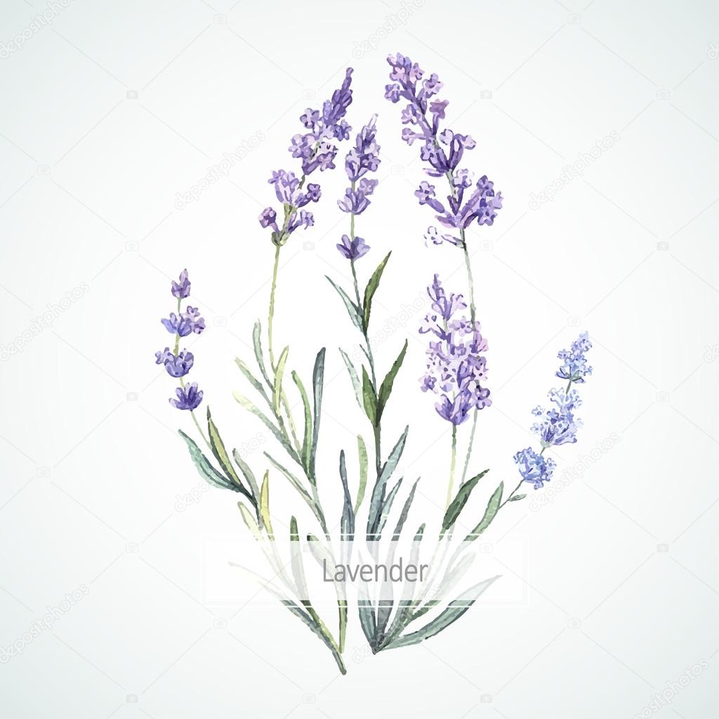 Watercolor illustration of Lavender