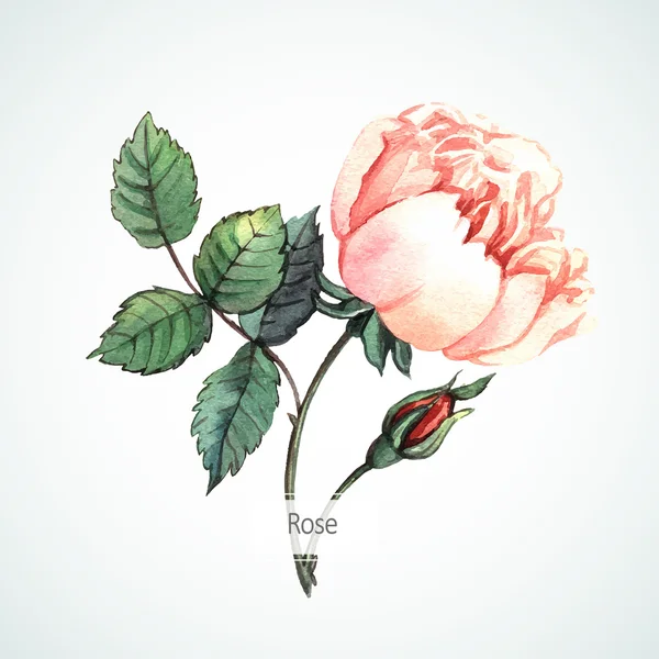 Rose Aquarell Illustration — Stockvektor