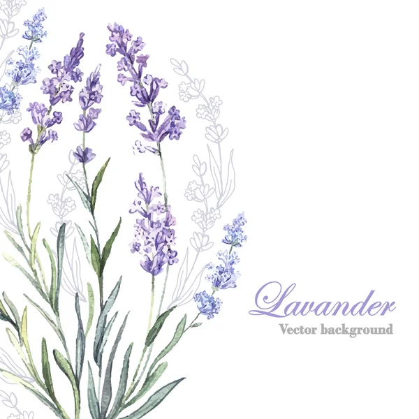 Aquarela Lavanda fundo —  Vetores de Stock