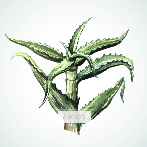 Aquarela Aloe vera — Vetor de Stock