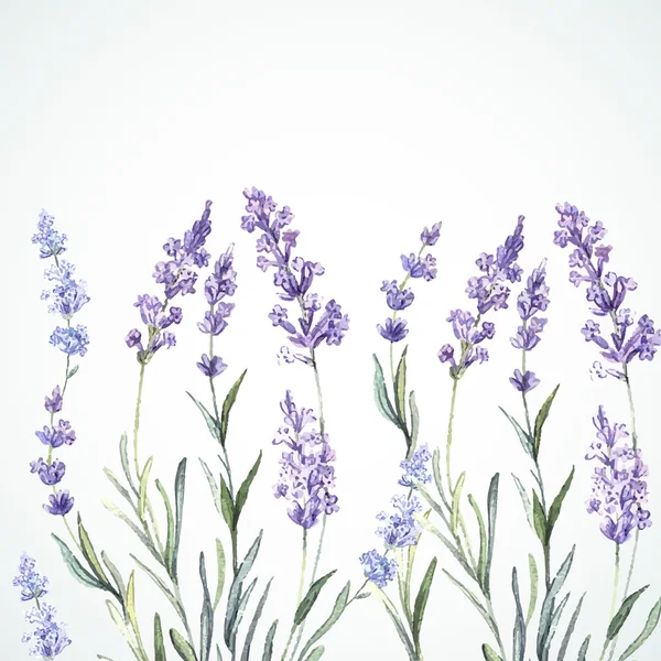 Aquarel achtergrond van lavendel — Stockvector