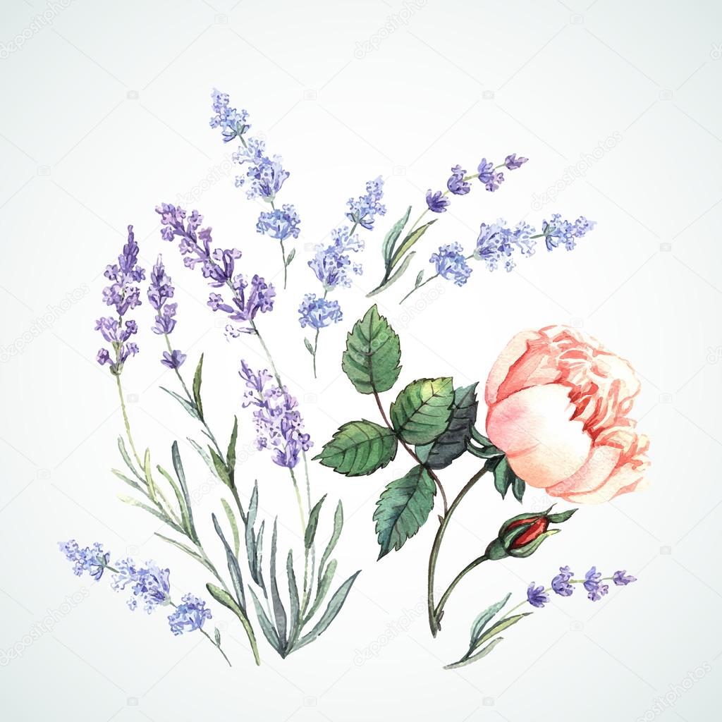 Watercolor  of lavender and rose