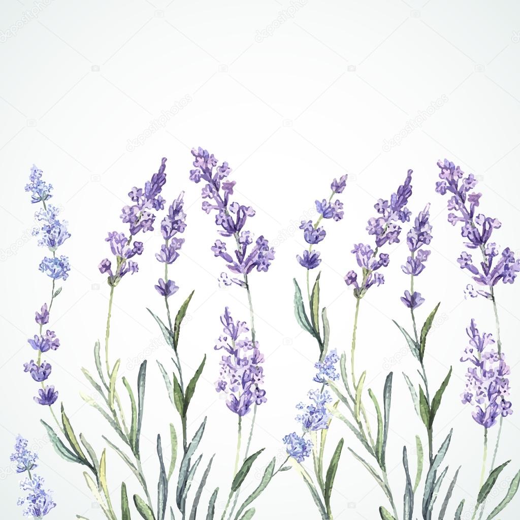 Watercolor background of Lavender