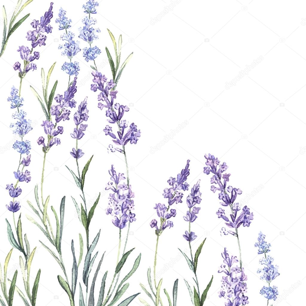 Watercolor  background of Lavender