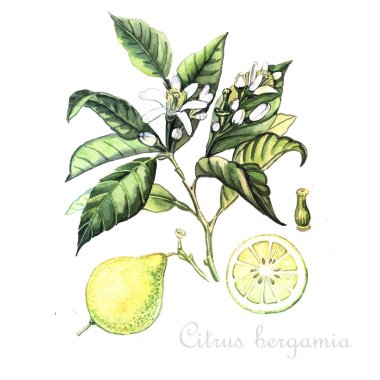 Suluboya Bergamot