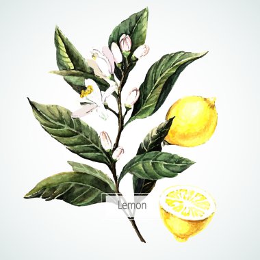 Sulu Boya limon kartı