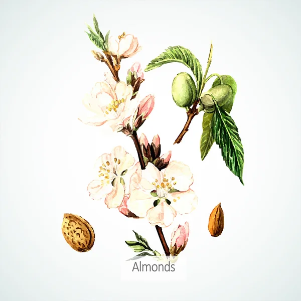 Carte aux amandes aquarelle — Image vectorielle