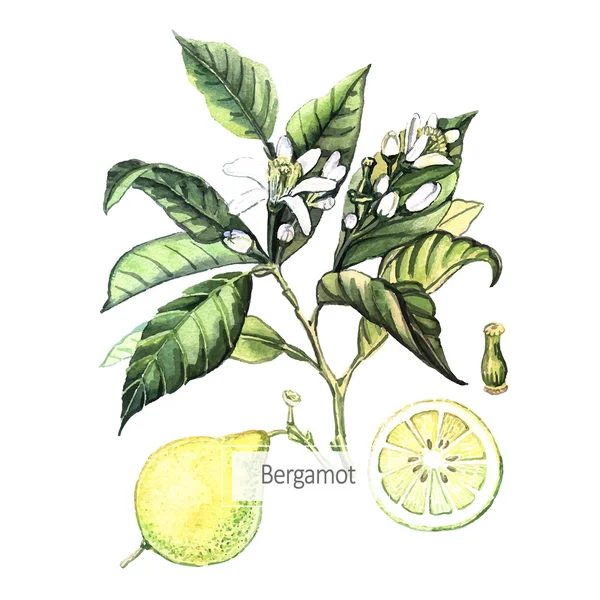 Cartão Bergamot aquarela —  Vetores de Stock