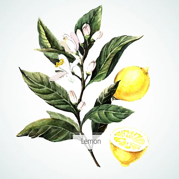 Carta al limone ad acquerello — Vettoriale Stock