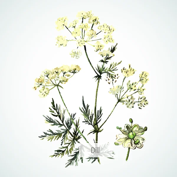 Aquarela planta Dill — Vetor de Stock