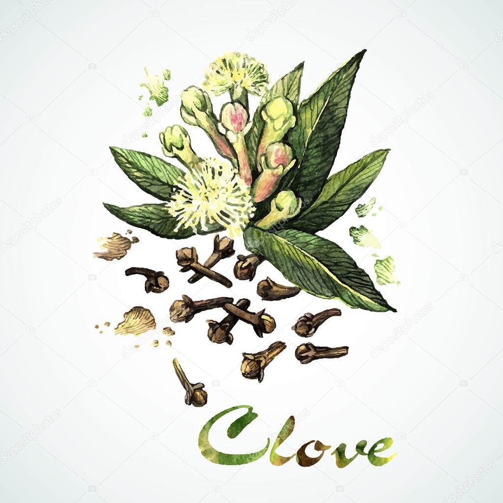 Watercolor Clove card — Stock Vector © Ann_art 63065723