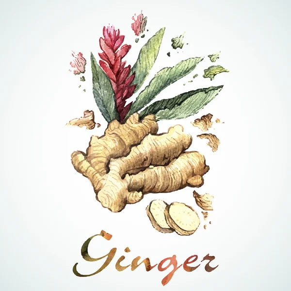 Vektör suluboya zencefil