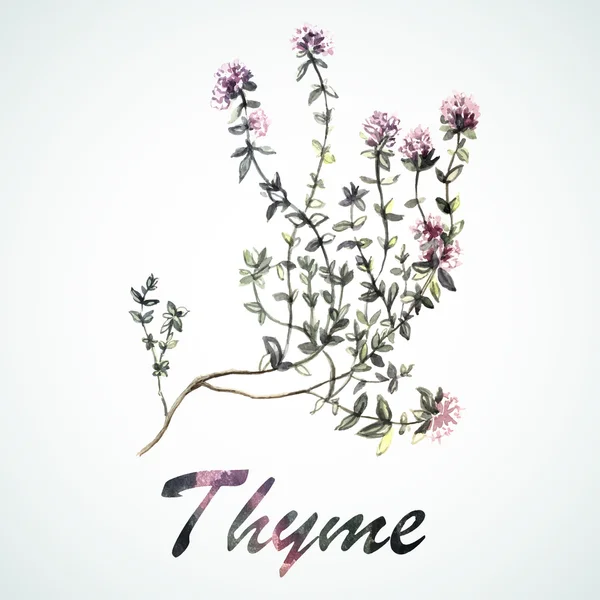 Aquarela Thyme planta — Vetor de Stock