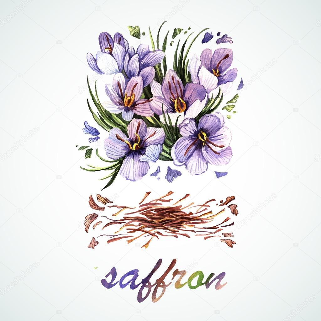 Watercolor Saffron flowers