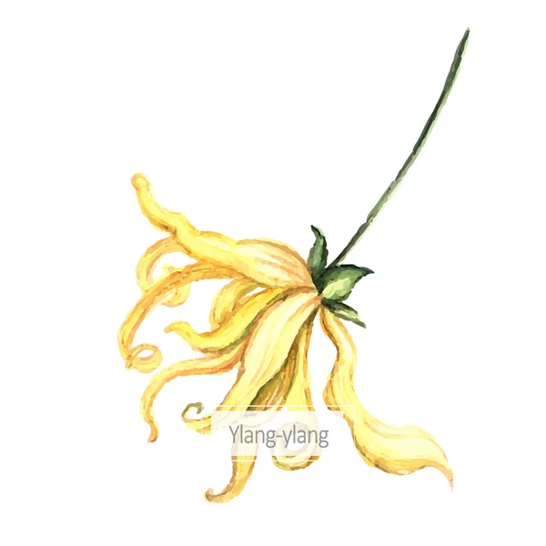 Flor amarilla de Ylang-Ylang — Vector de stock