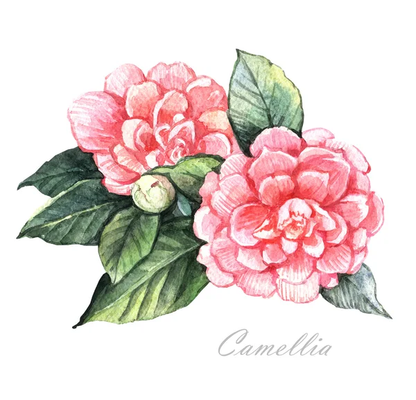 Akwarela kwiatów Camellia — Zdjęcie stockowe