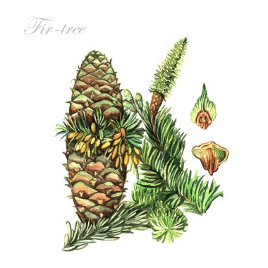 Suluboya köknar ağacı