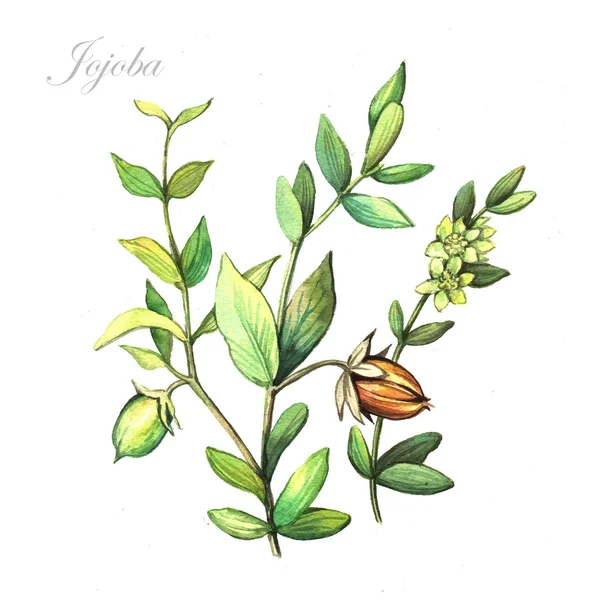 Aquarela Jojoba planta — Fotografia de Stock