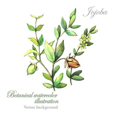 Suluboya Jojoba bitki