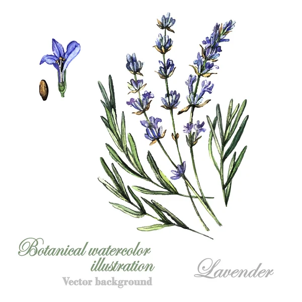 Watercolor Lavender illustration Lavender — Stock Vector
