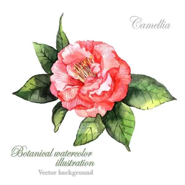 Watercolor Camellia flower. — Stock Vector